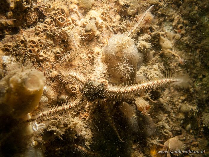 Brokkelster, Zeelandbrug, 18-4-2014